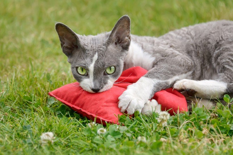 How To Keep Cats Off Outdoor Furniture Cushions - Bean Bags R Us