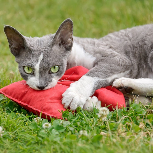 How To Keep Cats Off Outdoor Furniture Cushions - Bean Bags R Us