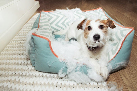 How to Stop Dogs Chewing Their Beds - Bean Bags R Us