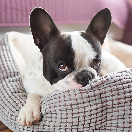 Top 10 Luxury Dog Beds for Your Dog's Comfort - Bean Bags R Us