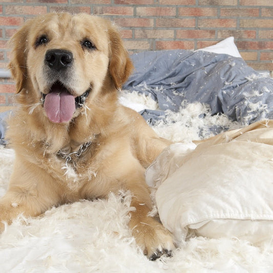 What is Dog Proof Fabric? - Bean Bags R Us