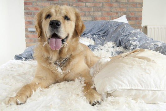 What is Dog Proof Fabric? - Bean Bags R Us