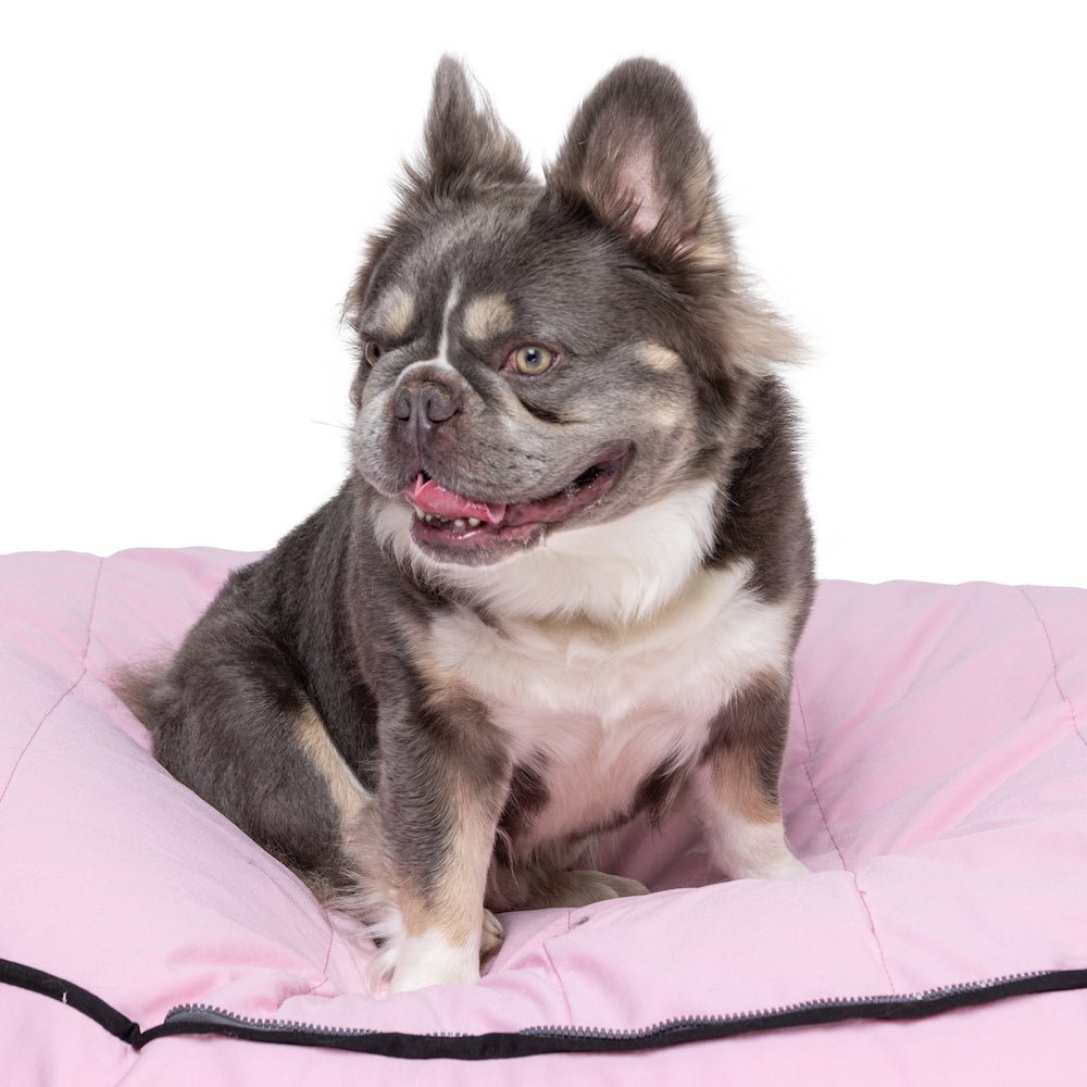 Why Dog Bean Bags Are the Ultimate Way to Pamper Your Pooch! - Bean Bags R Us